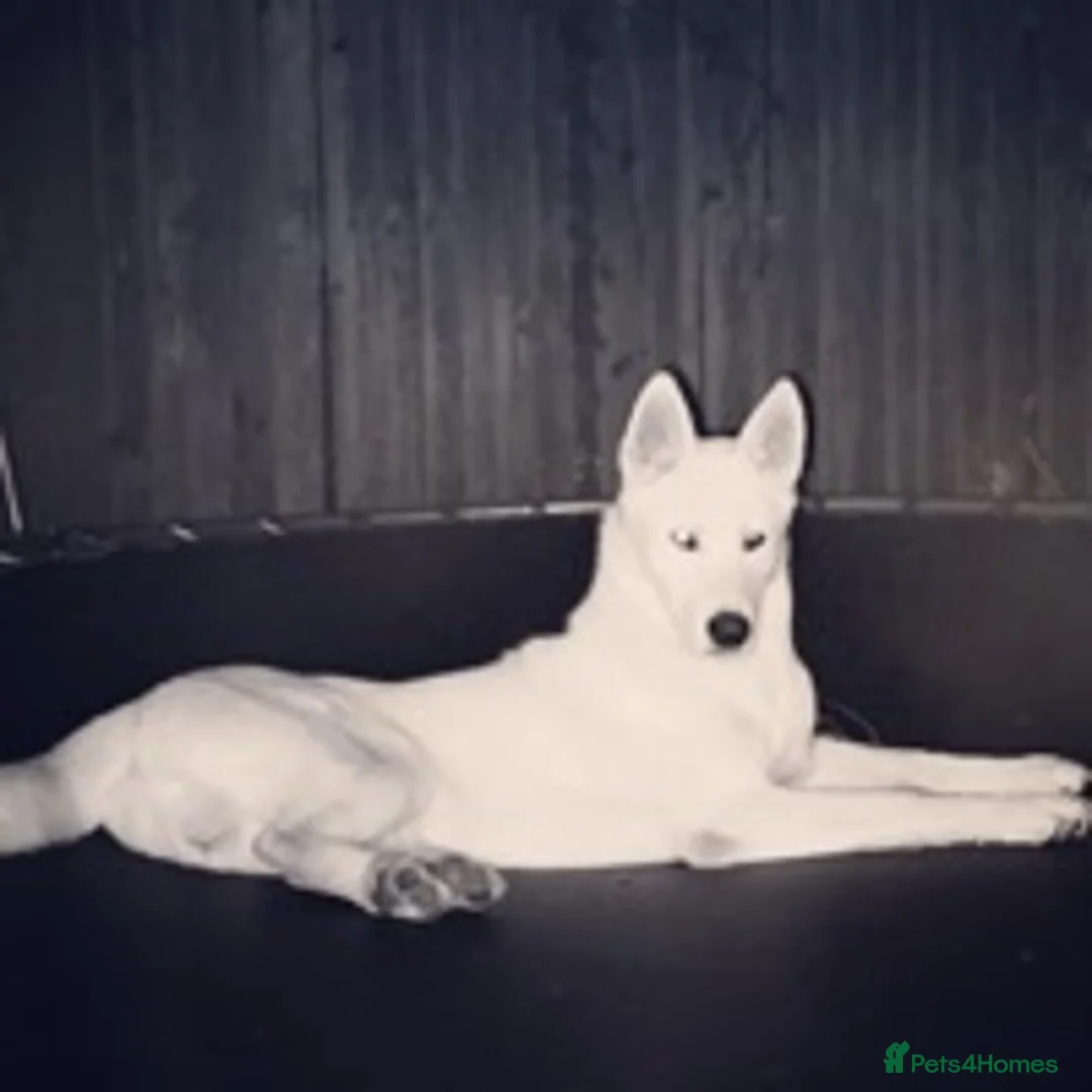 Siberian Husky dogs for stud: Ghost in Southall - Advert 5