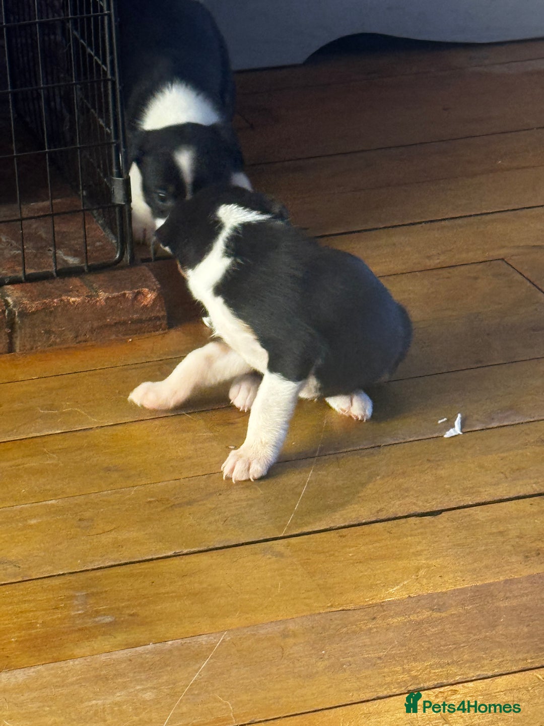 Mixed Breed dogs for sale: Pups for sale  - Advert 15