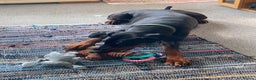 Dobermann dogs for sale: Beautiful female Doberman  - Advert 9