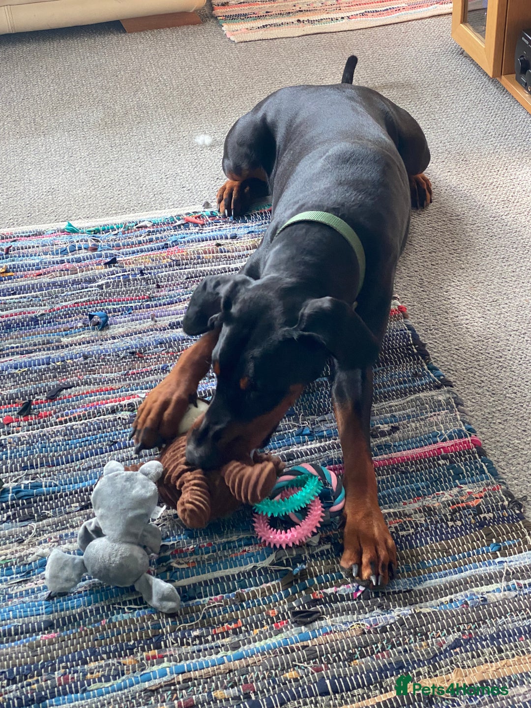 Dobermann dogs for sale: Beautiful female Doberman  - Advert 9