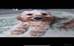 Cockapoo dogs for sale: F2 cockapoo puppies 4 boys 2 girls  - Advert 2