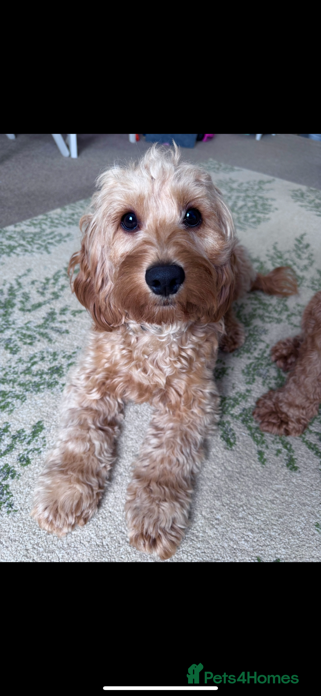 Cockapoo dogs for sale: F2 cockapoo puppies 4 boys 2 girls  - Advert 2