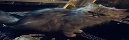 Persian cats for sale: Persian chinchilla cross kittens  in Newcastle upon Tyne - Advert 2