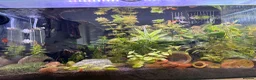 Platies fish for sale: Mixture of platy fish available  in Reading - Advert 15