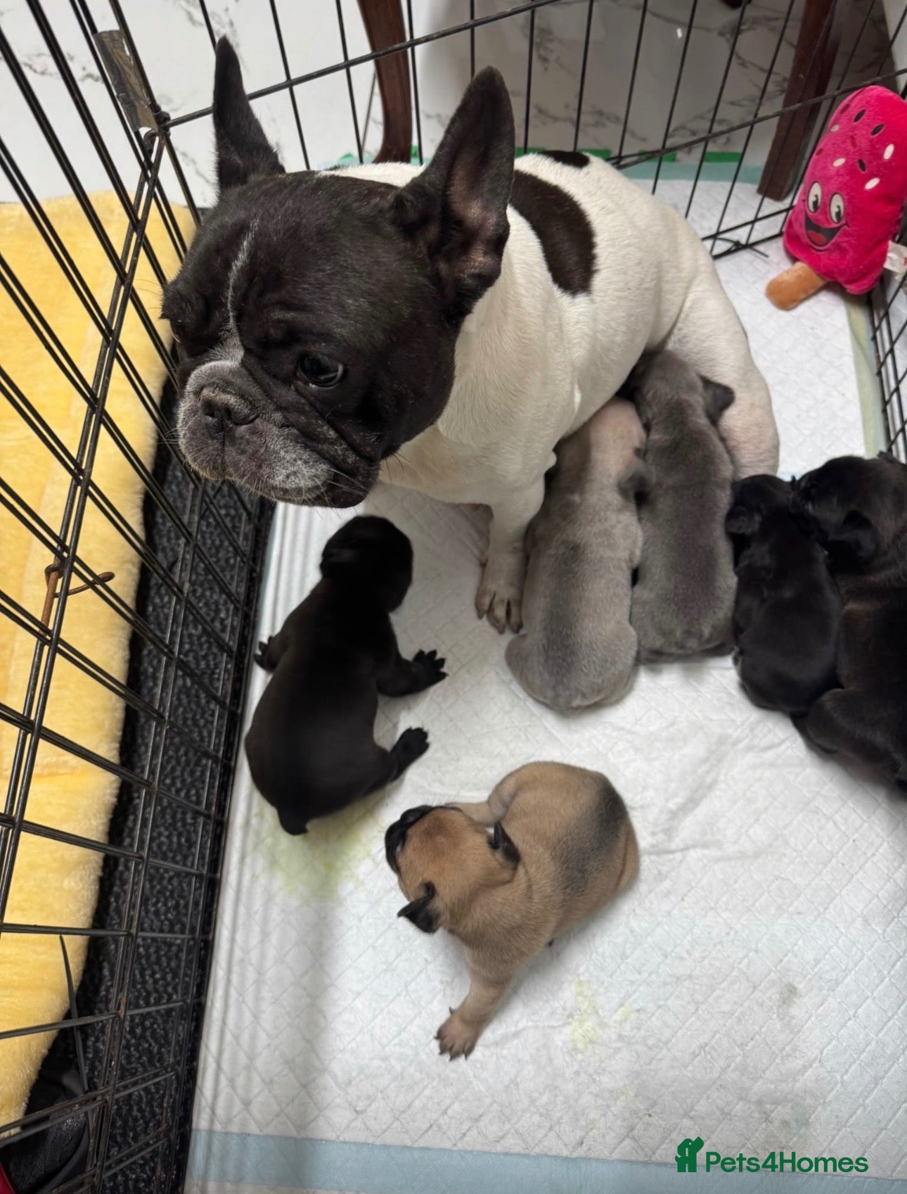 French Bulldog dogs Miss Elena  - Advert 6