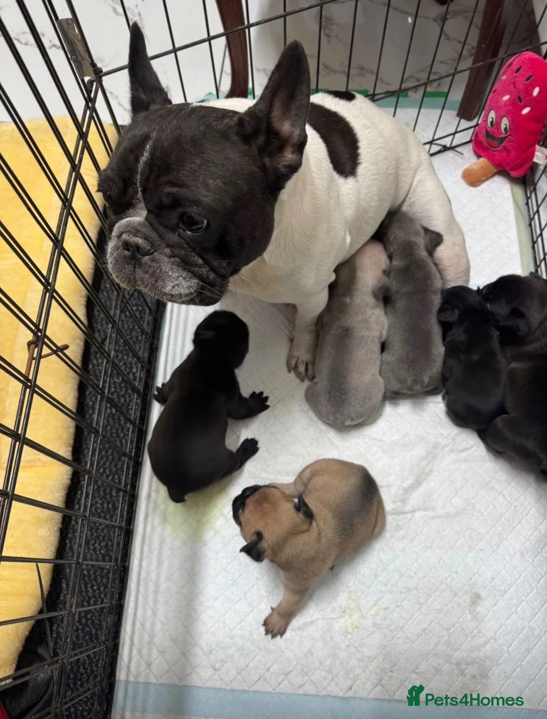 French Bulldog dogs for sale: Miss Elena  in London - Advert 1