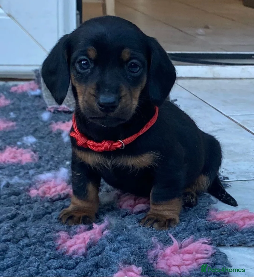 Miniature Dachshund dogs for sale: Miniature dachshund - Advert 2