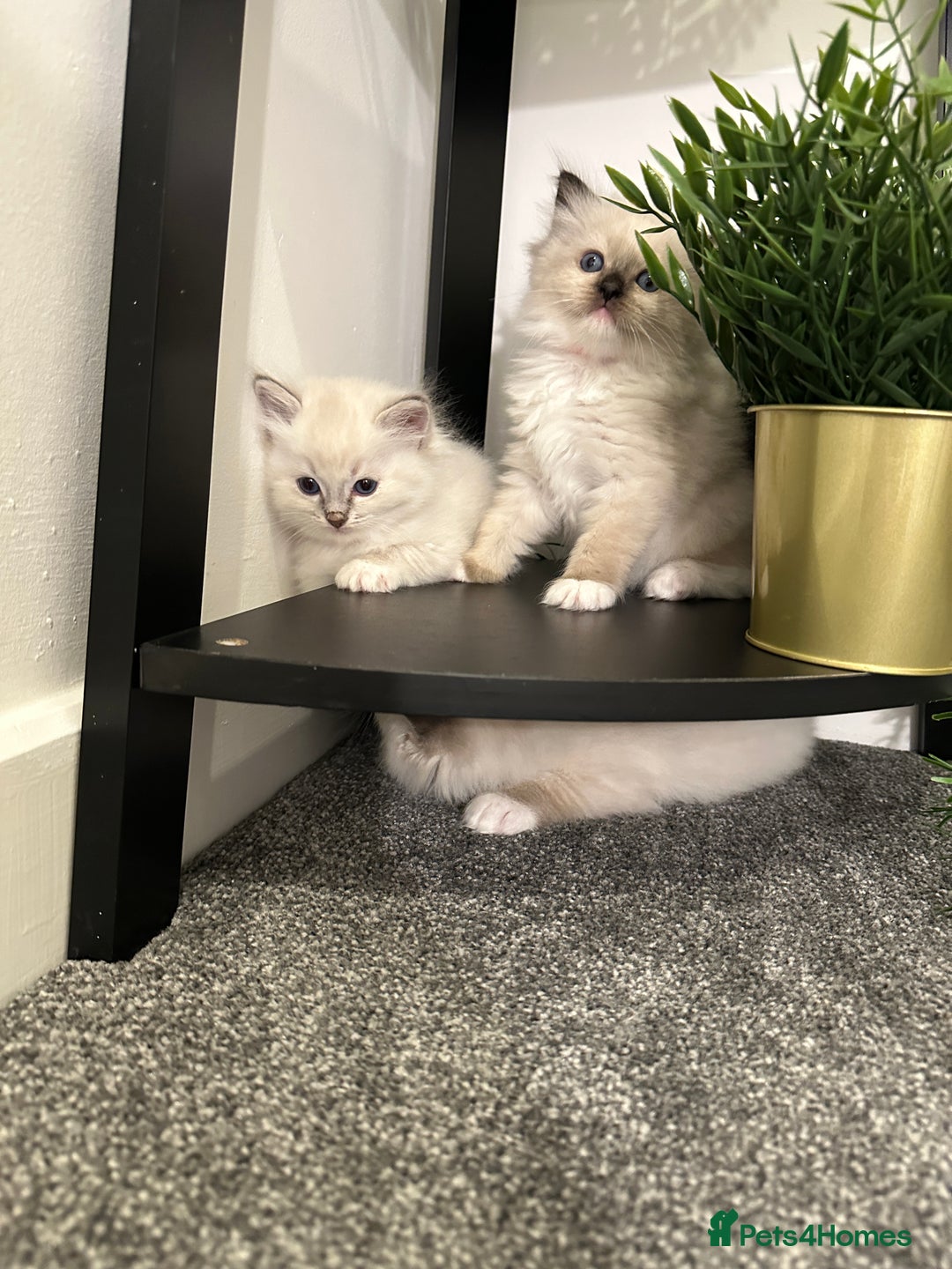 Ragdoll cats for sale: 🥰🥰🥰ONLY 2 left stunning beautiful babies 🥰🥰🥰 - Advert 5