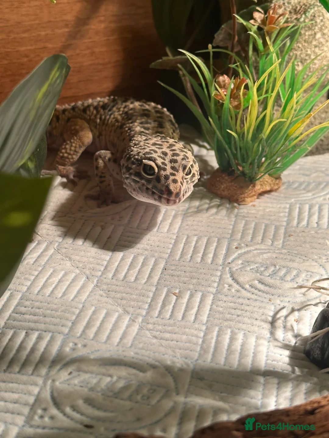 Leopard Gecko reptiles for sale: Male leopard gecko , with tank and accessories  in Canterbury - Advert 2