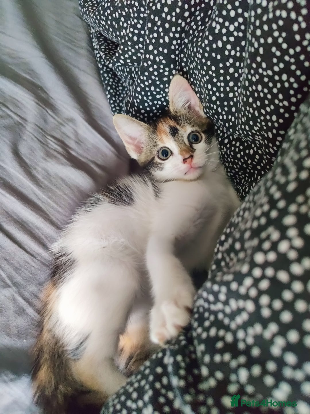 European cats for sale: 😻 2 beatiful female kittens ❗ - Image 5