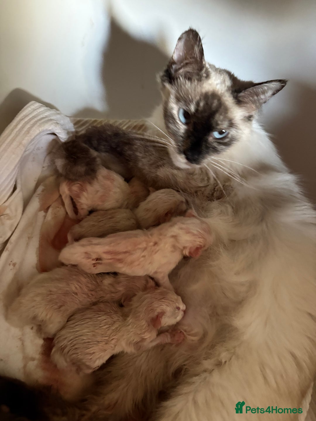 Ragdoll cats for sale: Adorable 2 male kittens, Ragdoll dad, mum Siamese - Image 10