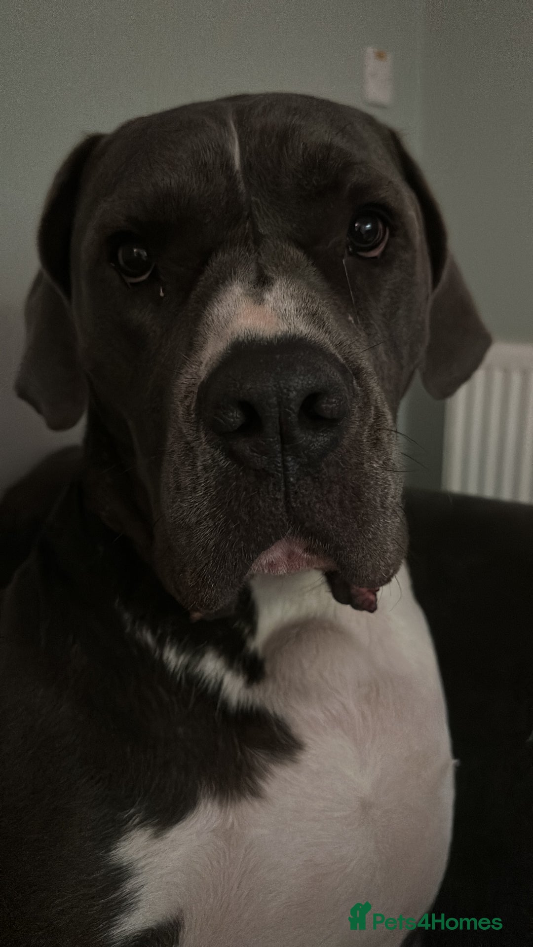 Mastiff dogs for sale: Mastiff dog ( Buddy )  - Advert 3