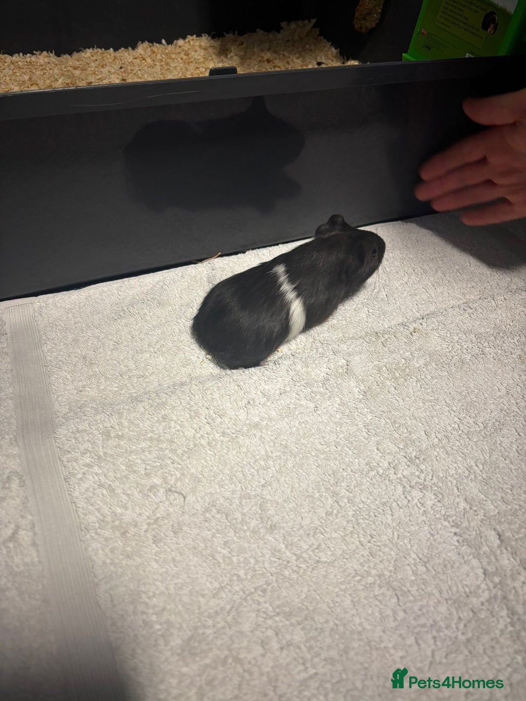 Guinea Pig rodents for sale: Baby Guinea Pigs  - Advert 4