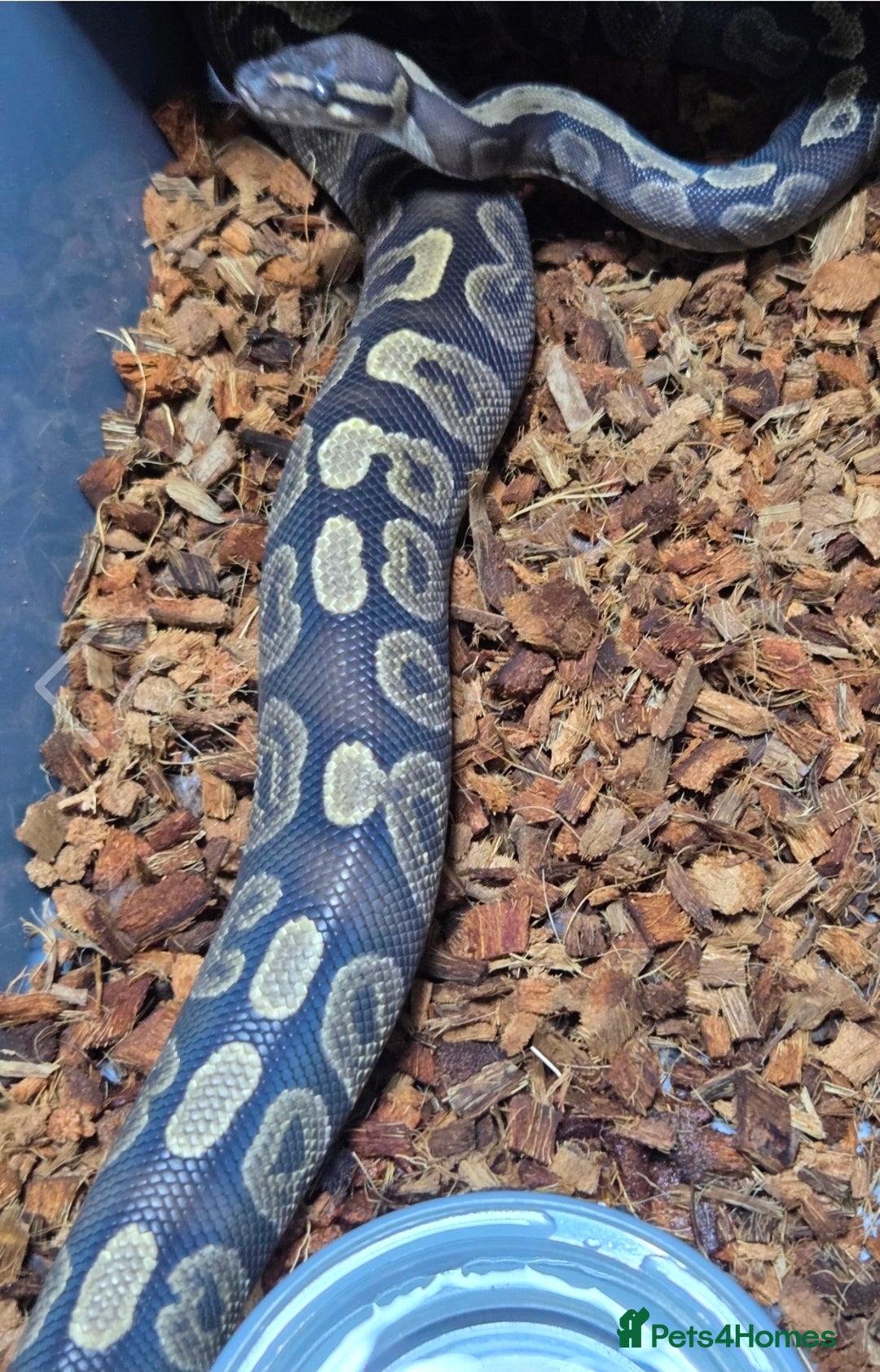 Python Snake reptiles for sale: Multiple adult female royal python  - Advert 7