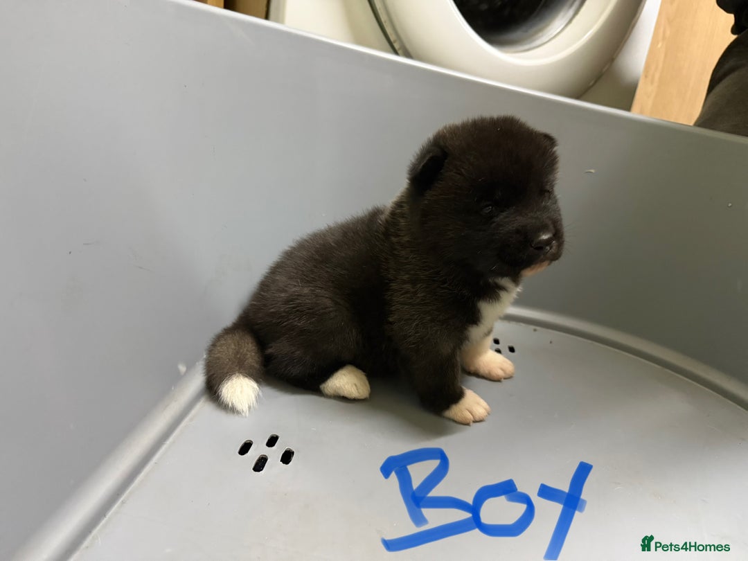 Akita dogs for sale: American Akita Puppies - Image 15