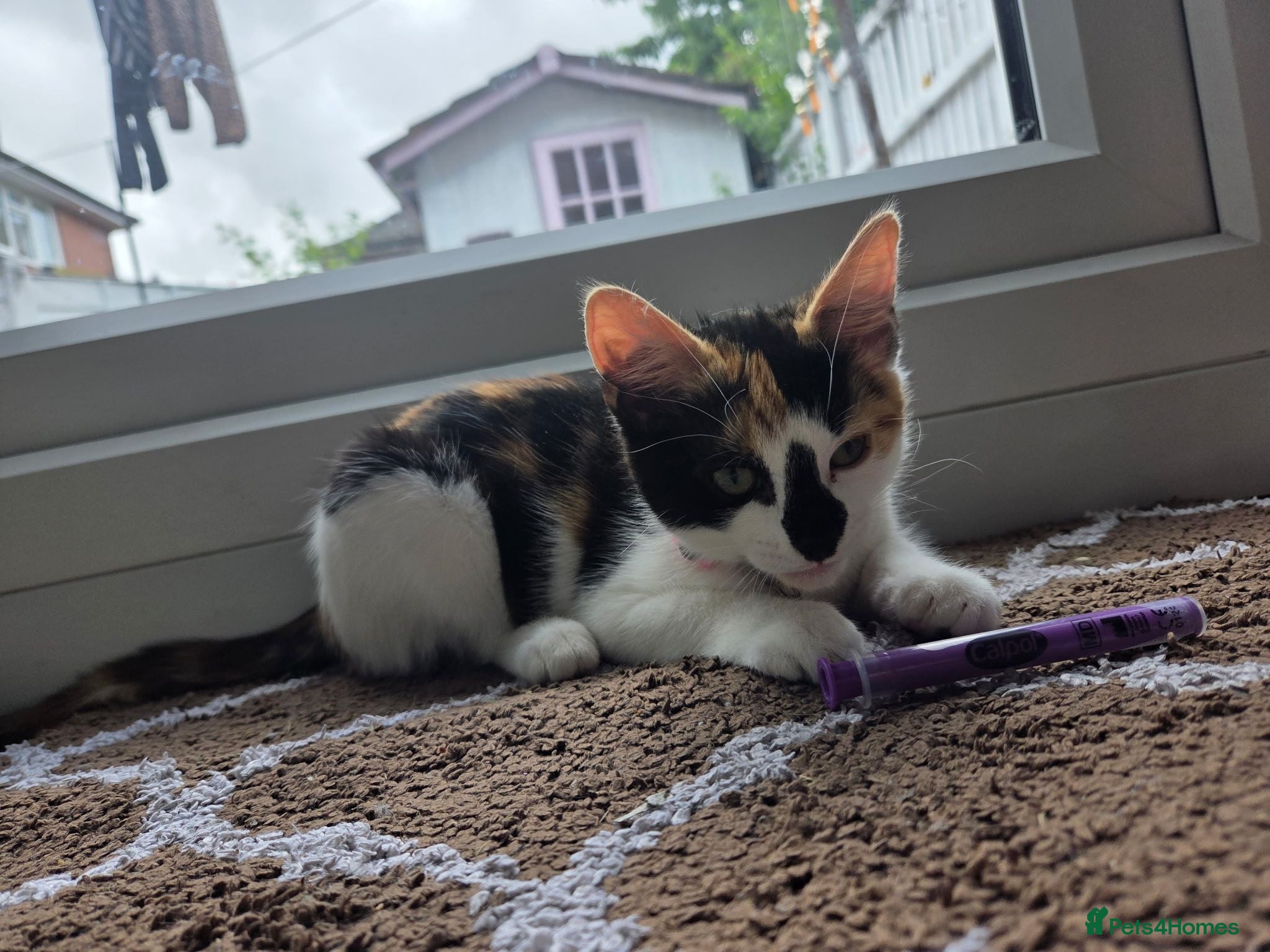 Mixed Breed cats 1 boy 1 girl kitten left 125 each or 200 for both - Advert 6