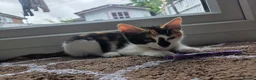 Mixed Breed cats for sale: 1 boy 1 girl kitten left 150 each or 250 for both - Advert 3