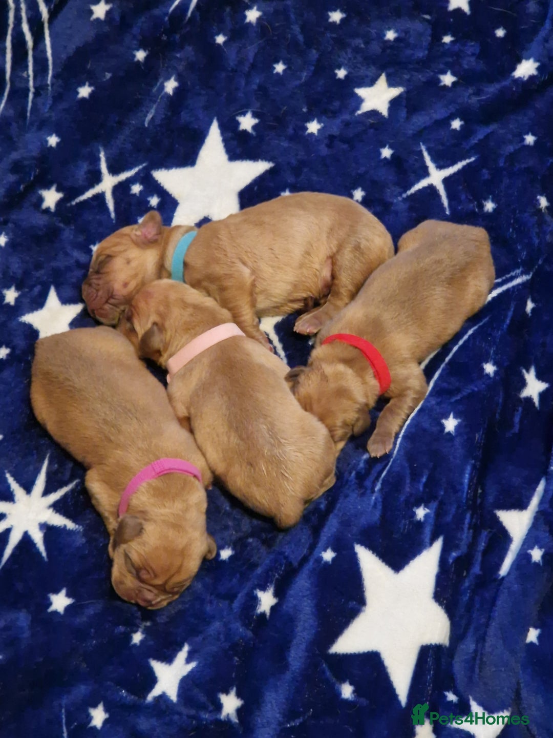 Dogue De Bordeaux dogs for sale: Douge de Bordeau puppies 3 x girls - Advert 11