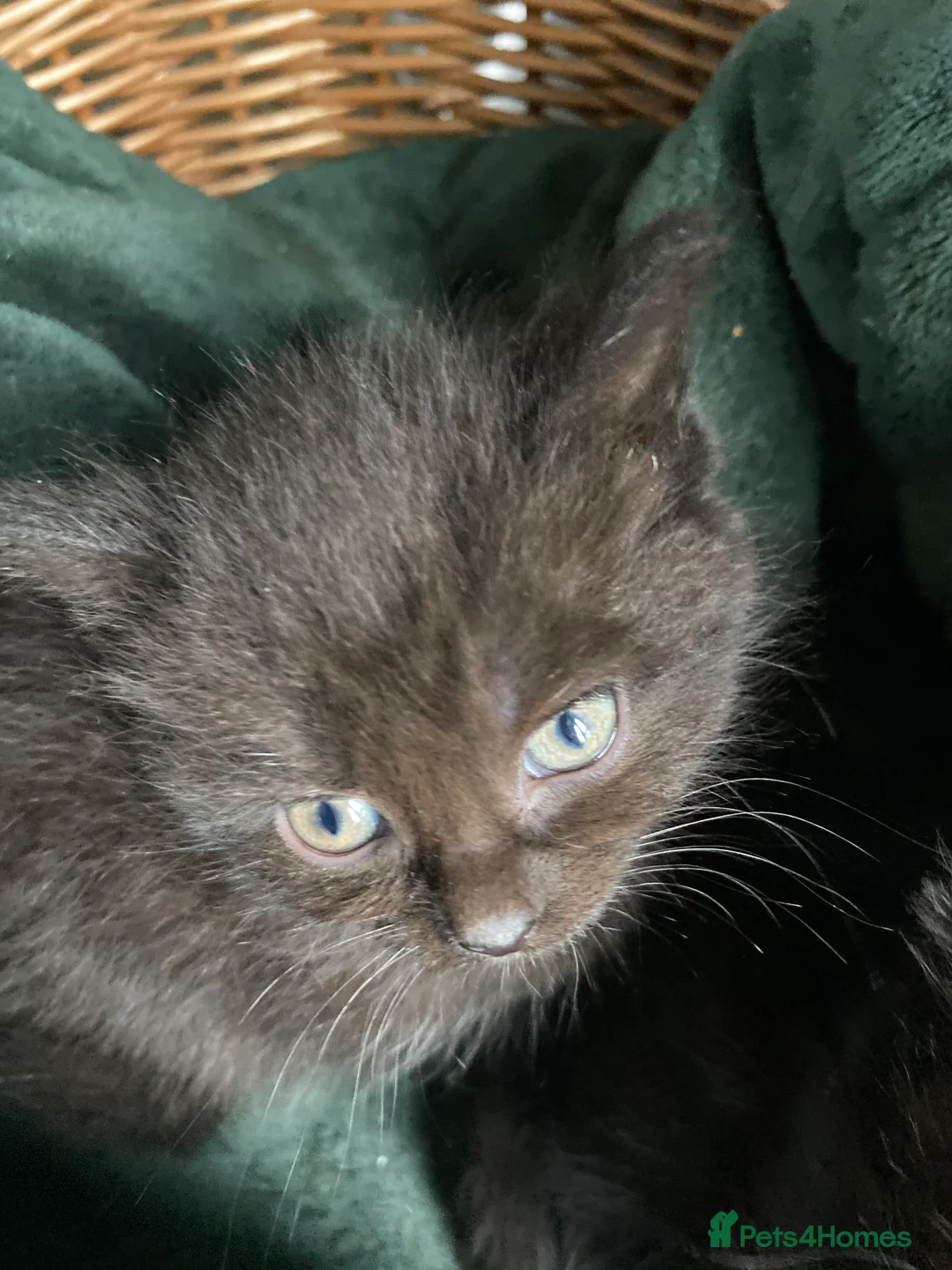 Mixed Breed cats for sale: Beautiful long haired fluffy kittens  - Advert 6