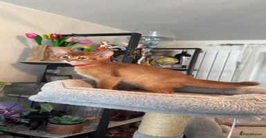Abyssinian cats - Advert 16