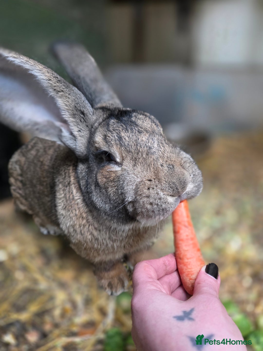 Continental Giant rabbits for sale: Black continental rabbits  - Advert 6