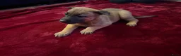 Belgian Shepherd Dog dogs for sale: Belgian shepherd puppies  in Norwich - Advert 3