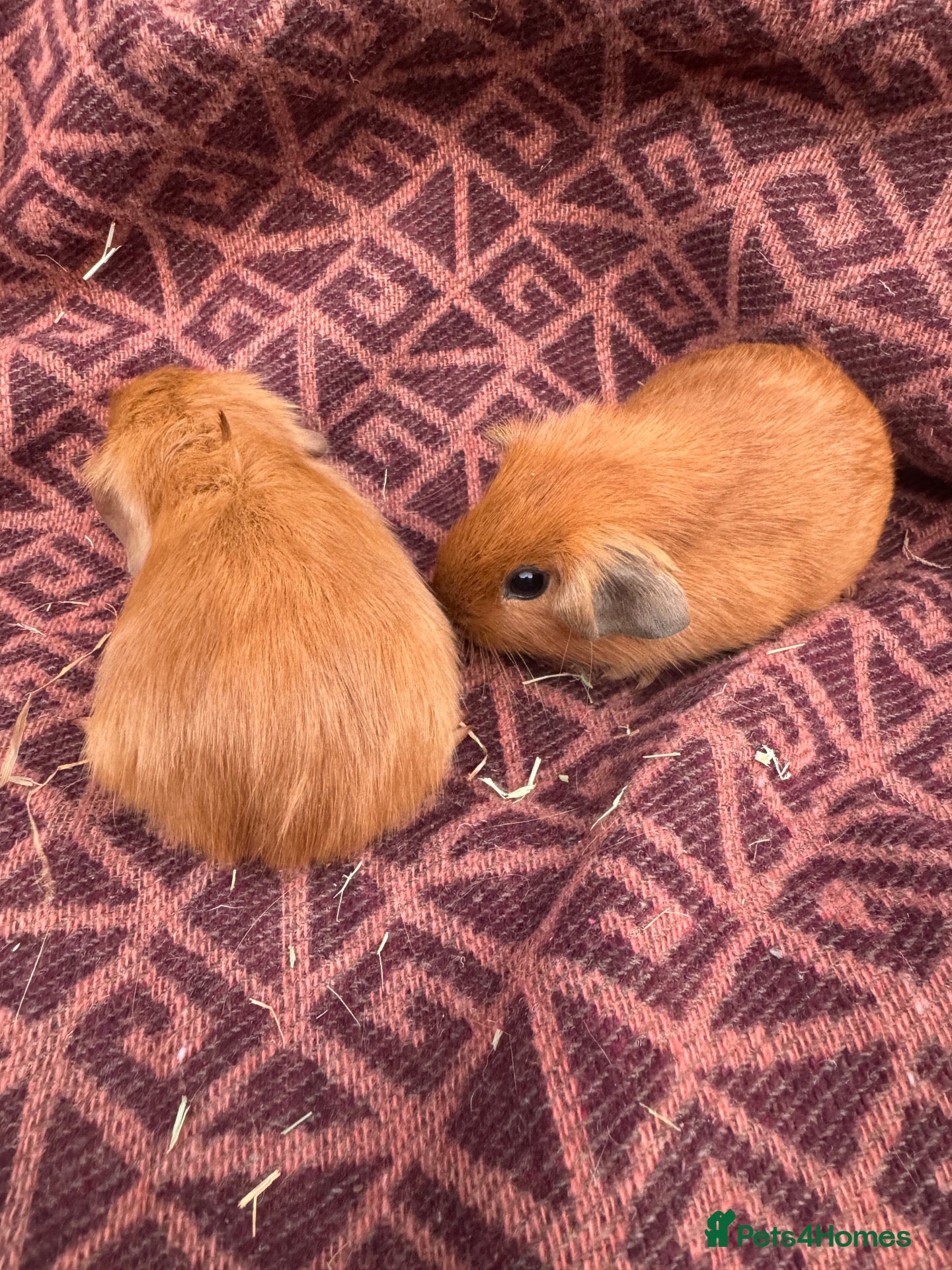 Guinea Pig rodents Guinea pig for sale  - Advert 2