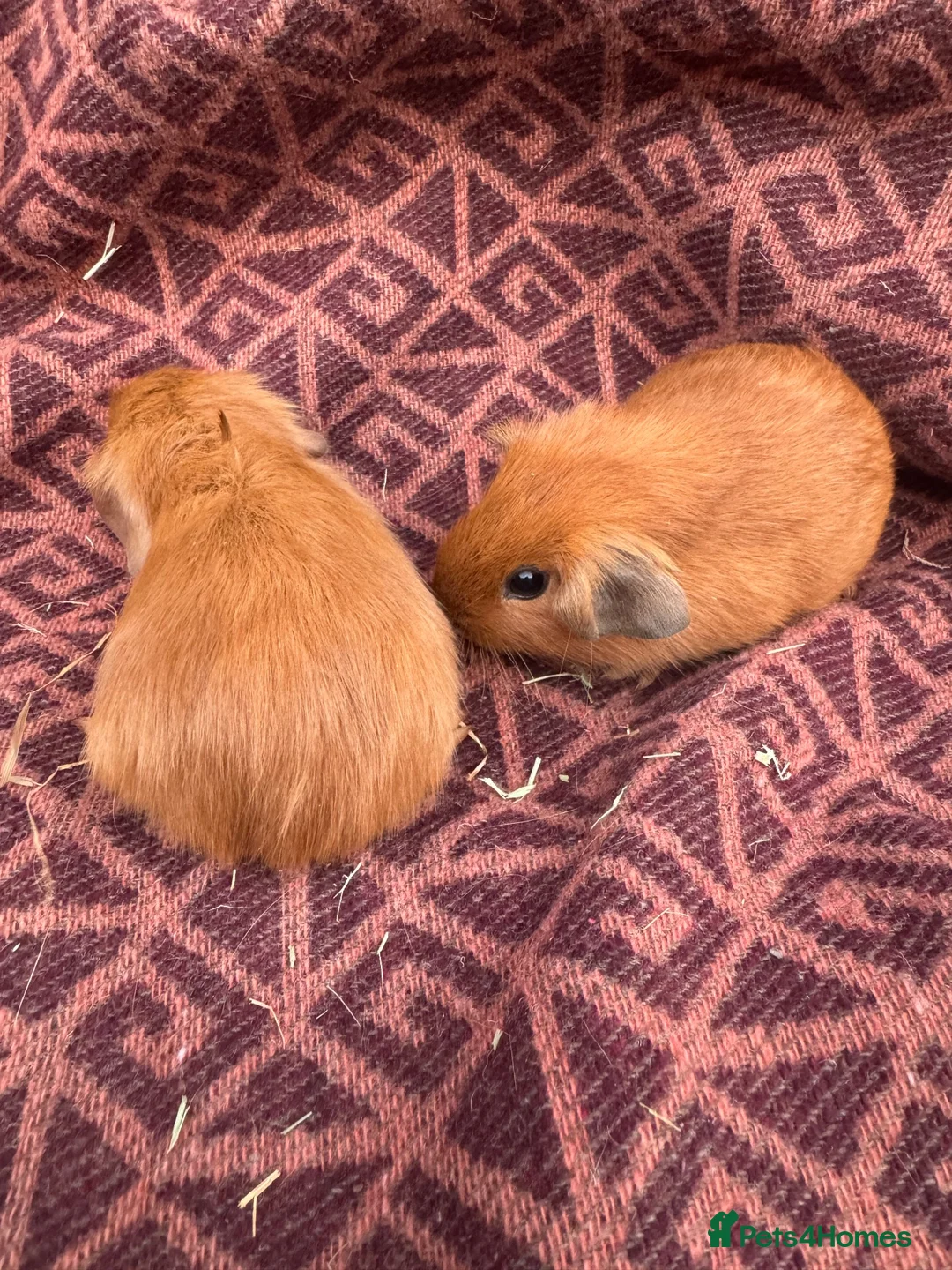 Guinea Pig rodents for sale: Guinea pig for sale  in Dartford - Advert 1