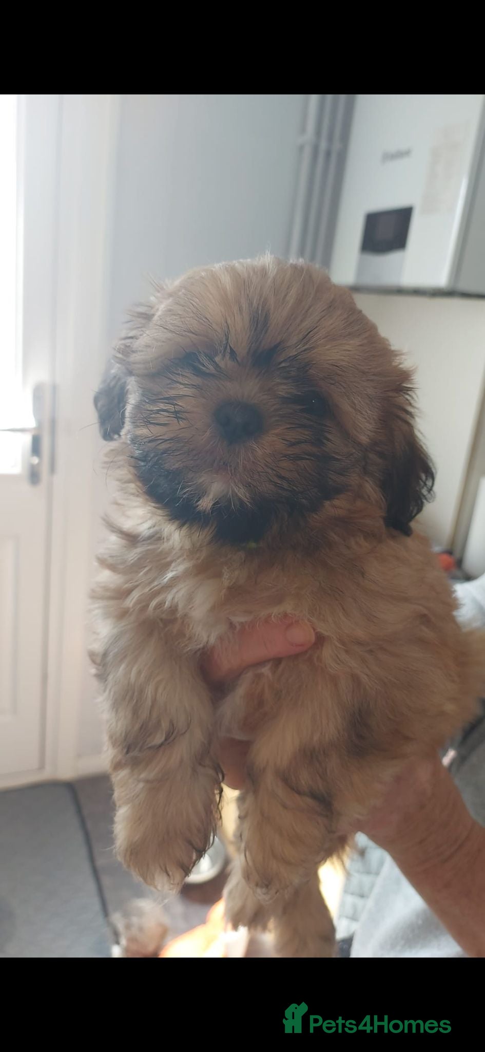 Shih Tzu dogs Shih-tzu puppy little boy left  - Advert 2