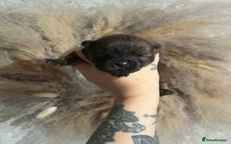 Chow Chow dogs for sale: Chow chow pups - Image 9