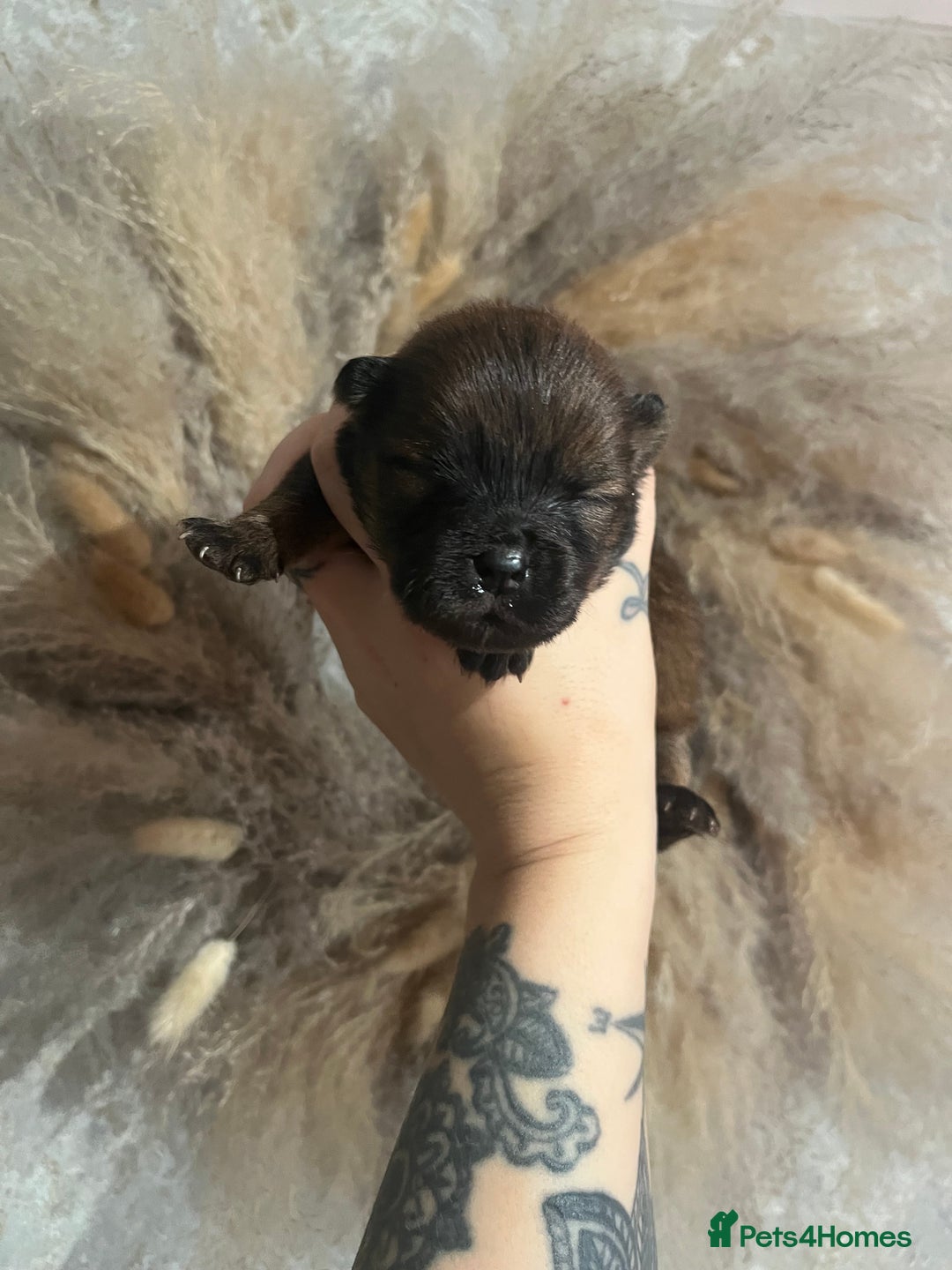 Chow Chow dogs for sale: Chow chow pups - Image 9