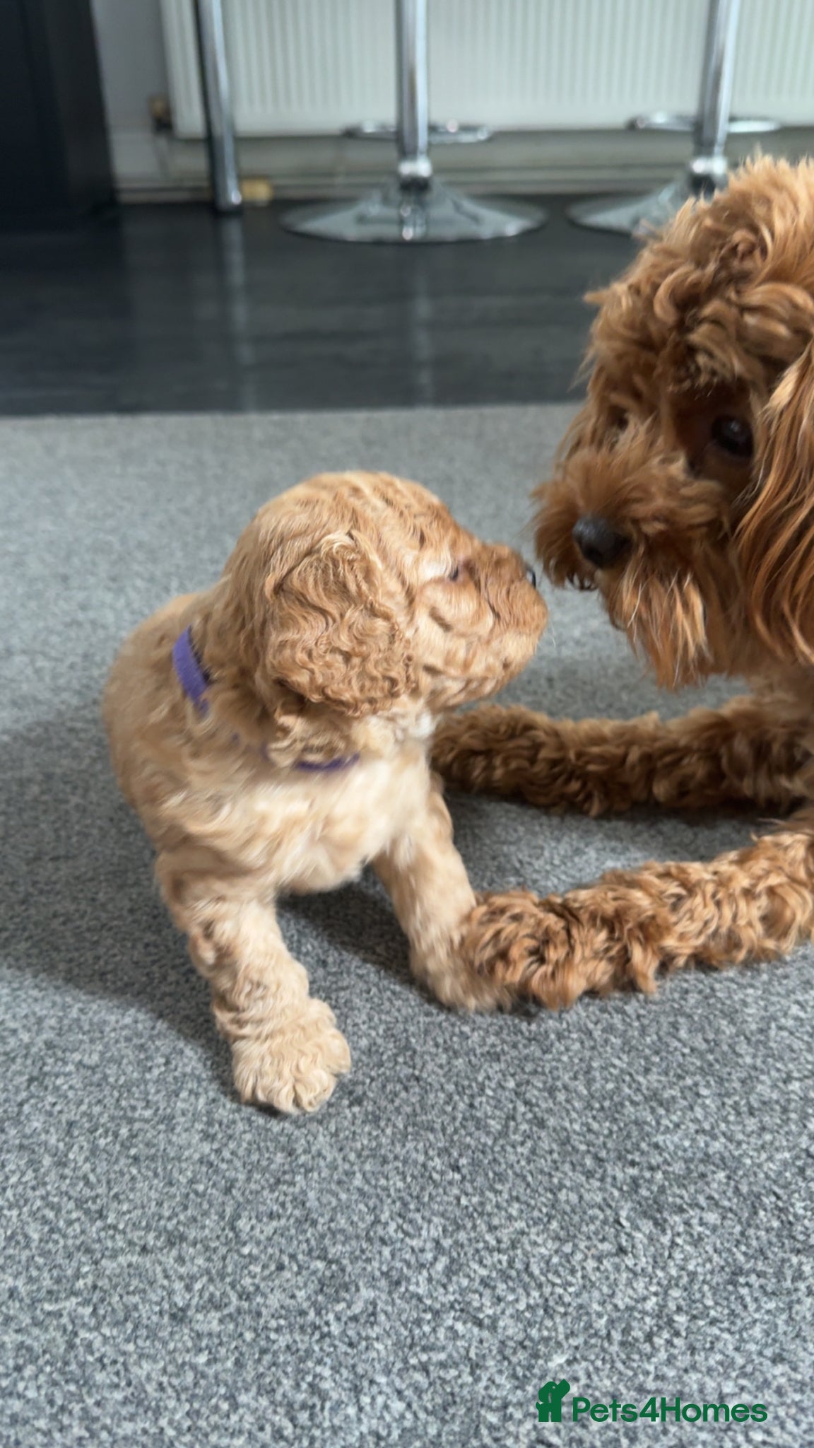 Cavapoo dogs Cavapoo puppies - Advert 14