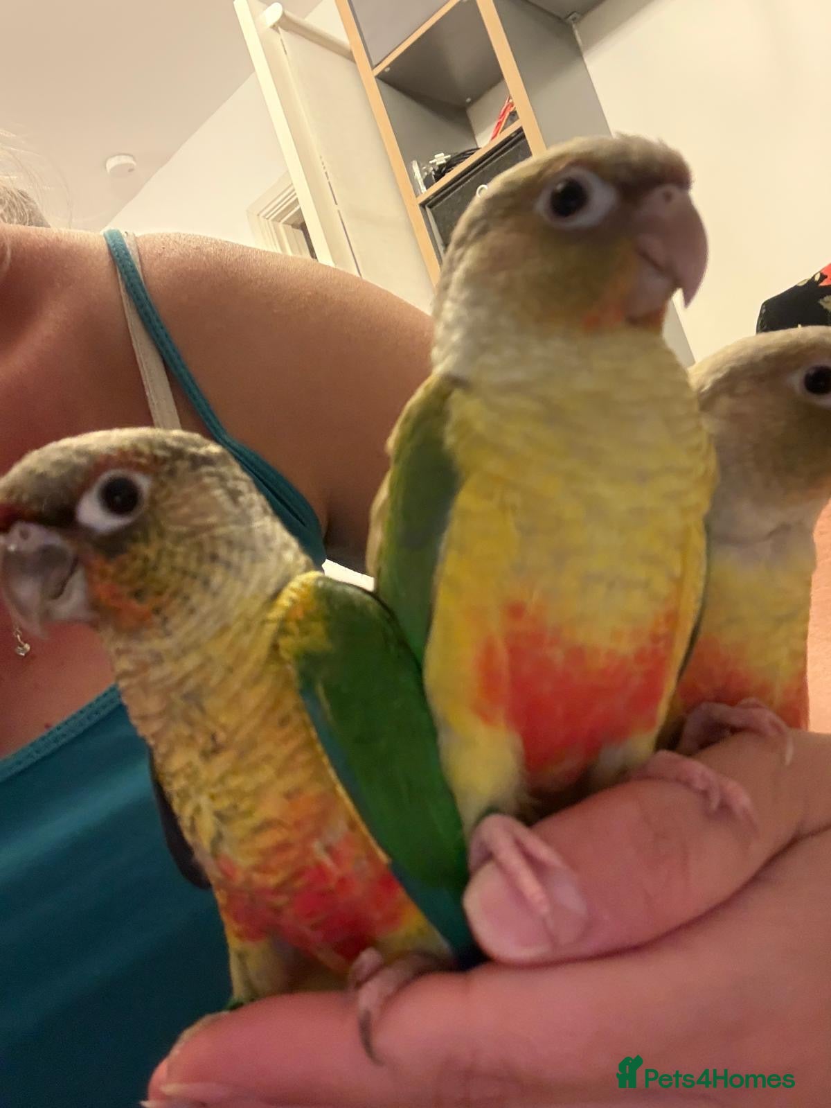 Conures birds Tamed baby conures - Advert 1