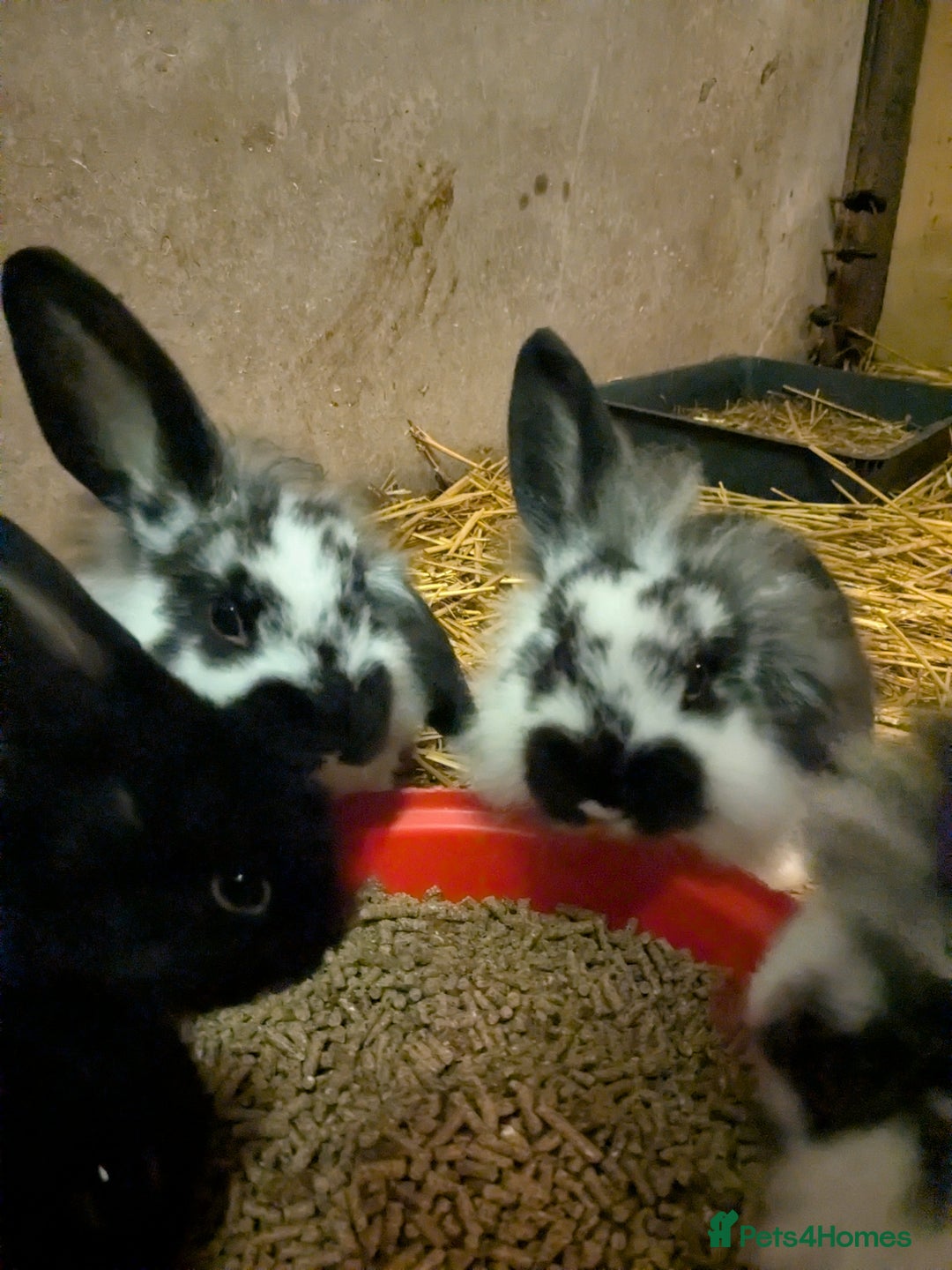 Mini Lop rabbits for sale: Mini loop cross Lionhead - Advert 2
