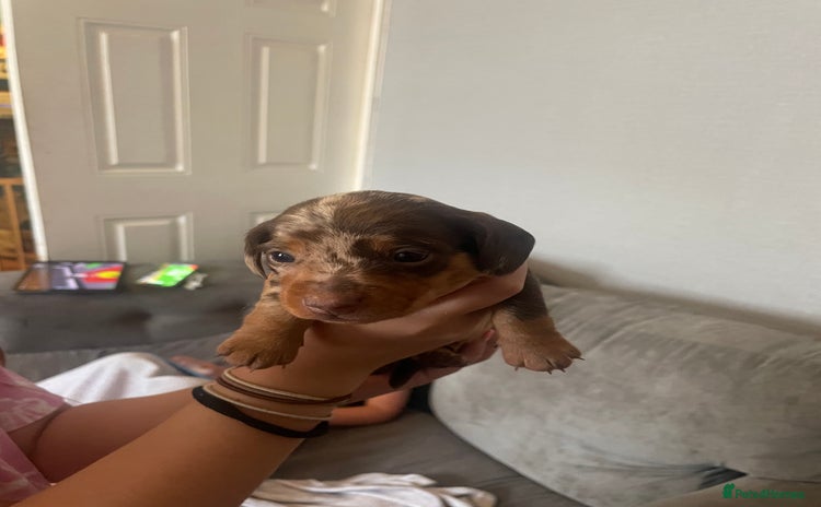 Dachshund dogs - Advert 2
