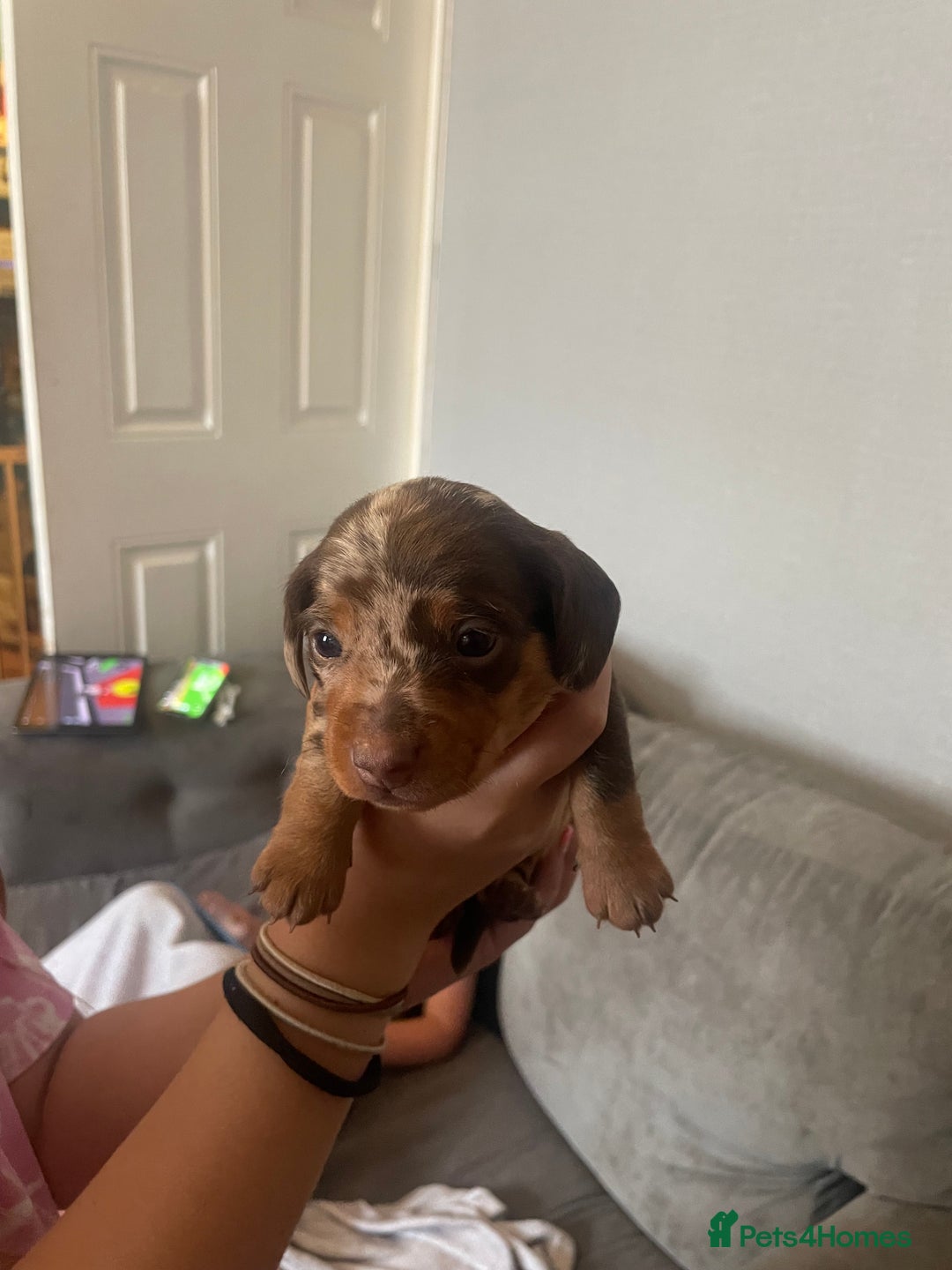 Dachshund dogs for sale: Miniature Dachshund pups - Image 1
