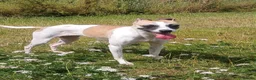 Italian Greyhound dogs for adoption: Penny seeks forever home  - Advert 3