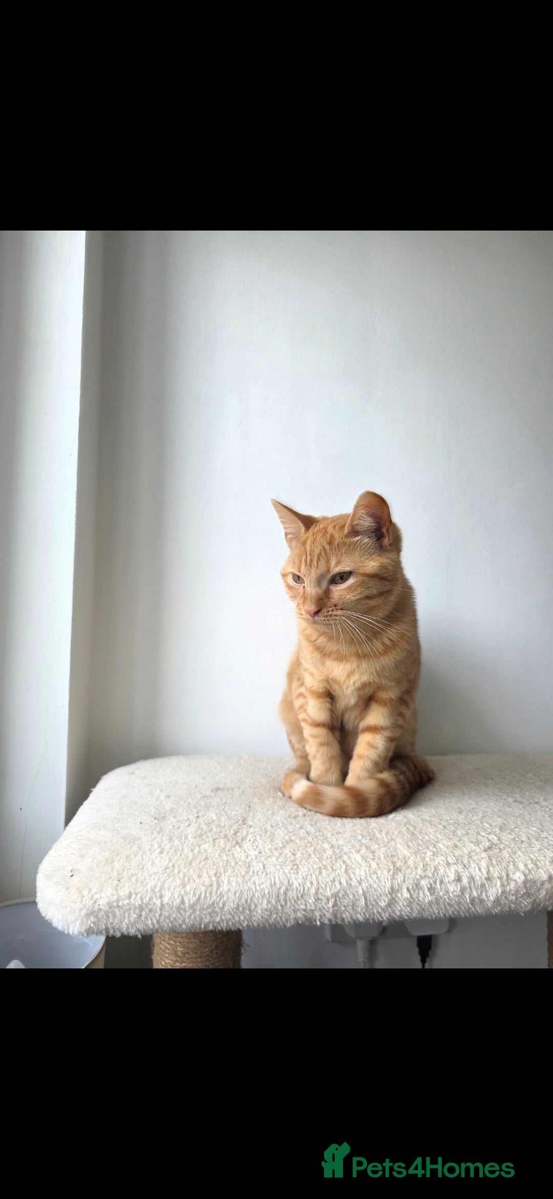 Mixed Breed cats for sale: Female ginger x bengal  - Advert 2