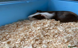 Guinea Pig rodents for sale: Beautiful brothers  - Image 5