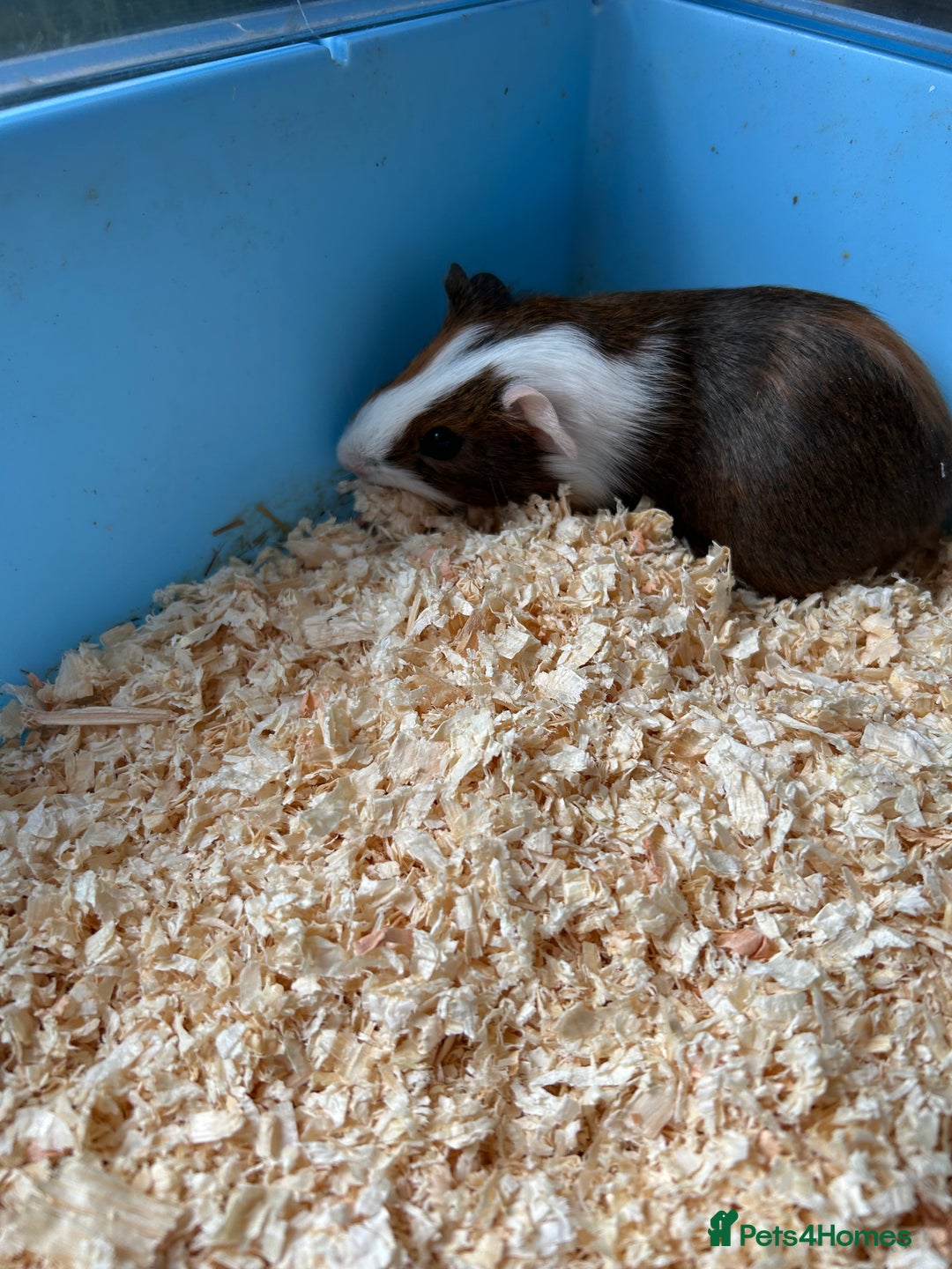 Guinea Pig rodents for sale: Beautiful brothers  - Image 5