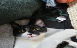 Domestic Shorthair cats for adoption: Adorable Kittens -Adopt from CatsInCrisis East Ldn - Advert 2