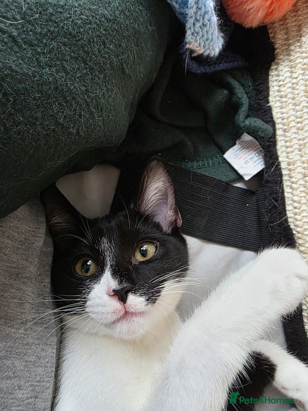 Domestic Shorthair cats for adoption: Adorable Kittens -Adopt from CatsInCrisis East Ldn - Advert 2