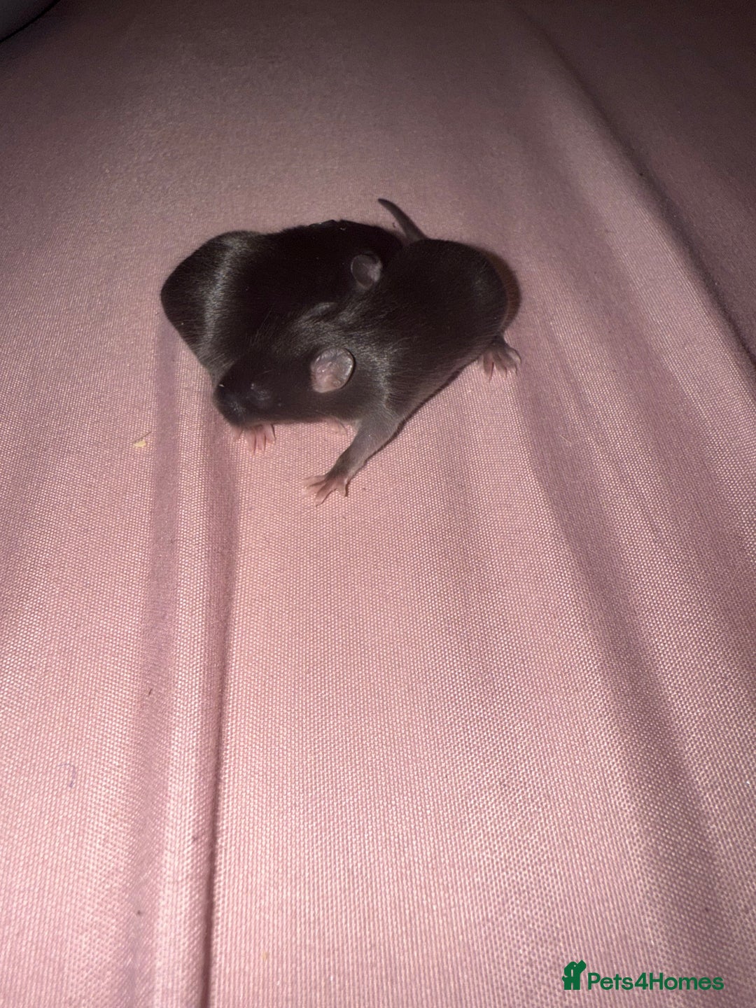 Mouse rodents for sale: Fancy mice 2 black males 6 females - Advert 4