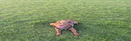 Mixed Breed dogs for sale: Two year old male Springer Spaniel x Patterdale - Advert 5
