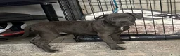 Cane Corso dogs for sale: Cane corso female  - Advert 4