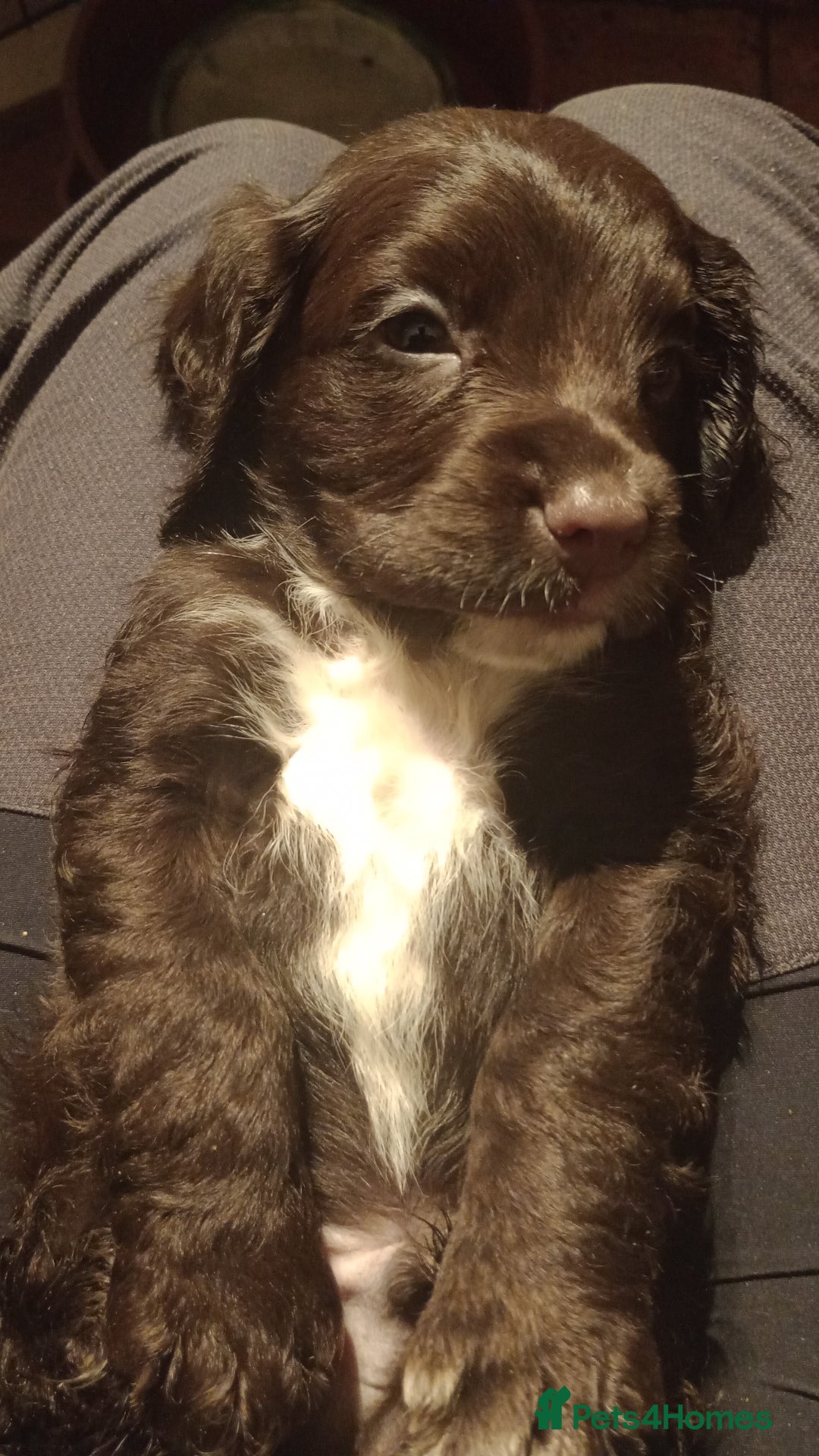 Cocker Spaniel dogs for sale: Cocker Spaniels READY NOW - working - Advert 26