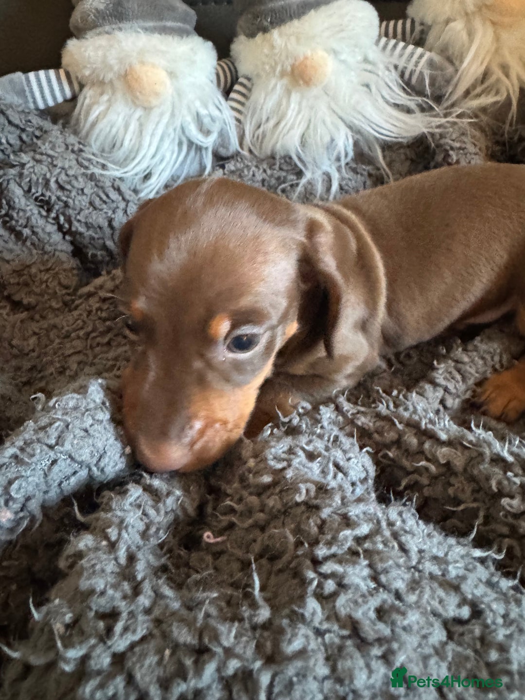 Dachshund dogs for sale: 3 Dachshunds will be ready for  **  - Advert 7