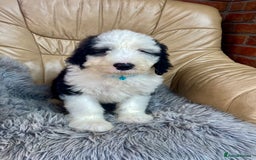 Old English Sheepdog dogs for sale: Kc old English sheep dog puppies  - Image 6