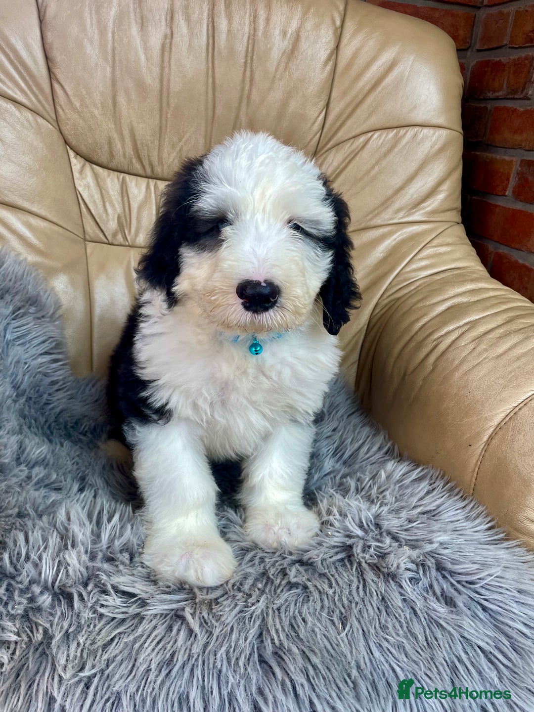 Old English Sheepdog dogs for sale: Kc old English sheep dog puppies  - Image 6