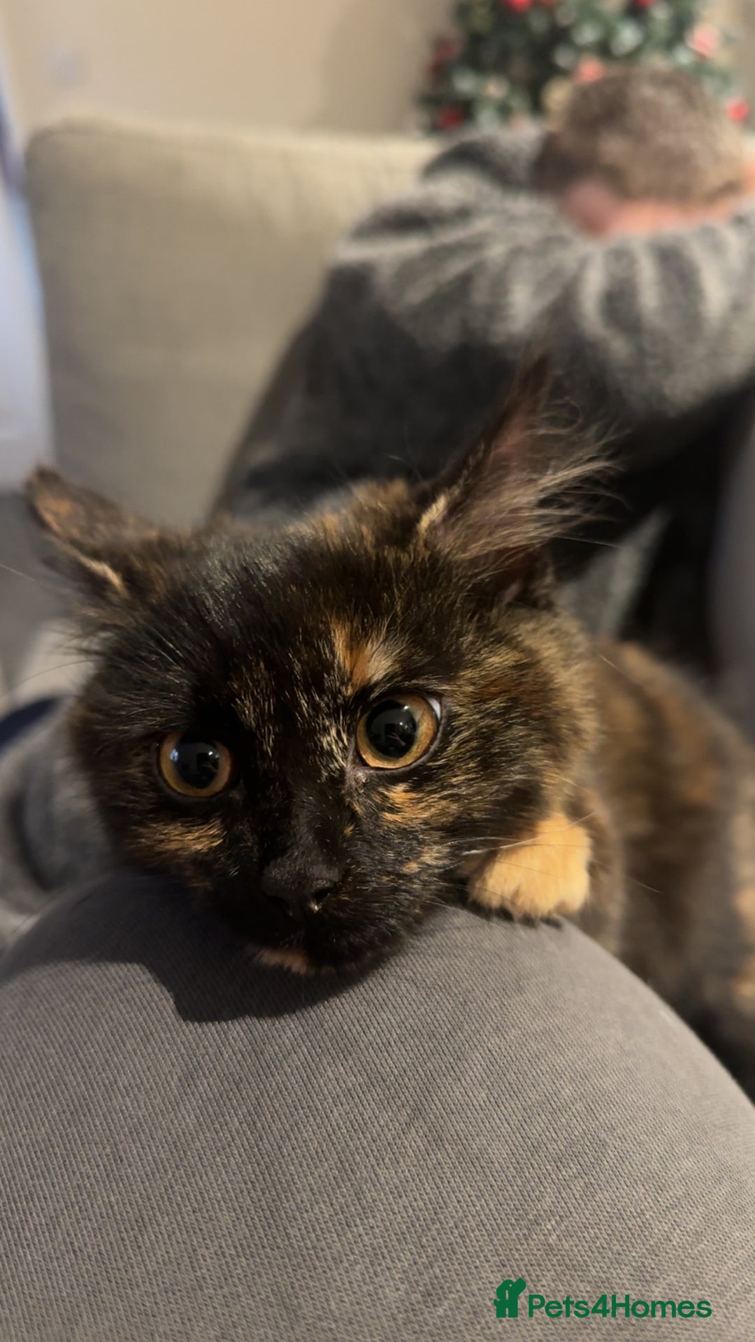 British Longhair cats for sale: Female 1 year old cat  - Image 3
